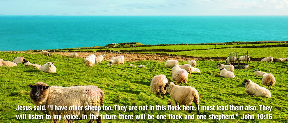 A herd of sheep grazing on grass next to the ocean.